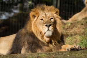 Lion resting at Edinburgh Zoo