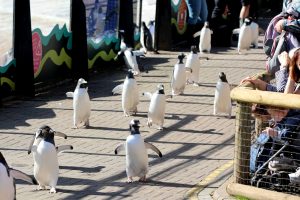 Penguins walking along a path at Edinburgh Zoo