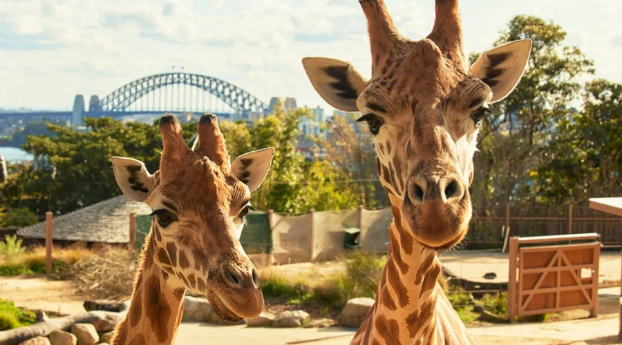 Taronga Conservation Society: Where Every Visit Funds Wildlife Protection