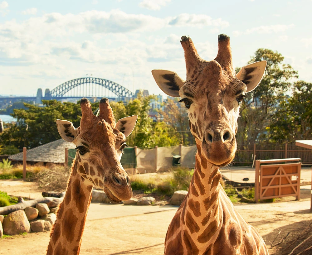 Two giraffes at Taronga Zoo Sydney with the Sydney Harbour Bridge in the background