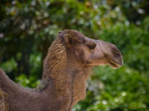 Camel head in profile with green foliage background at a zoo habitat