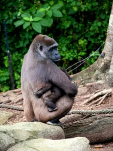 Chimpanzee sitting on a rock in a natural habitat with green foliage background