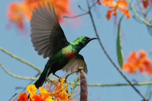 Beautiful Sunbird at Footsteps Eco Lodge