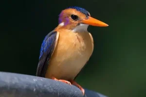 Pygmy Kingfisher bird at Footsteps Eco Lodge