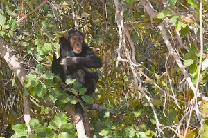 Wildlife Chimpanzee at Footsteps Eco Lodge Gambia