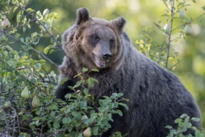 Rewilding Travel in Europe bear in the forest