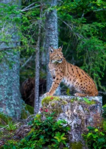Rewilding Travel in Europe_Lynx 