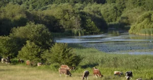 Knepp rewilding wildlife England