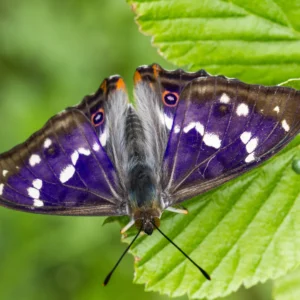 Rewilding Travel in Europe purple emperor butterfly