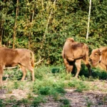 Rewilding Travel in Europe