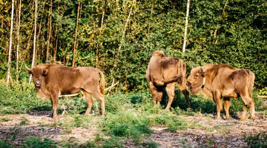 Rewilding Travel in Europe: 4 Wild Places Where Nature is Making a Comeback