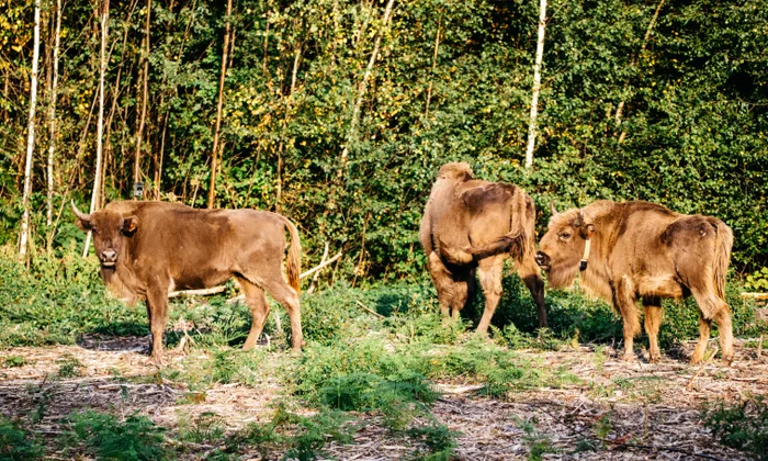 Rewilding Travel in Europe