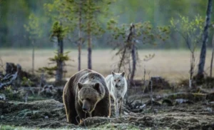 Rewilding Travel in Europe Wolf and a bear 