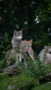 Rewilding Travel in Europe wolves in the forest