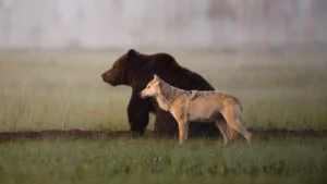 Rewilding Travel in Europe_ wolf and bear coexisting together