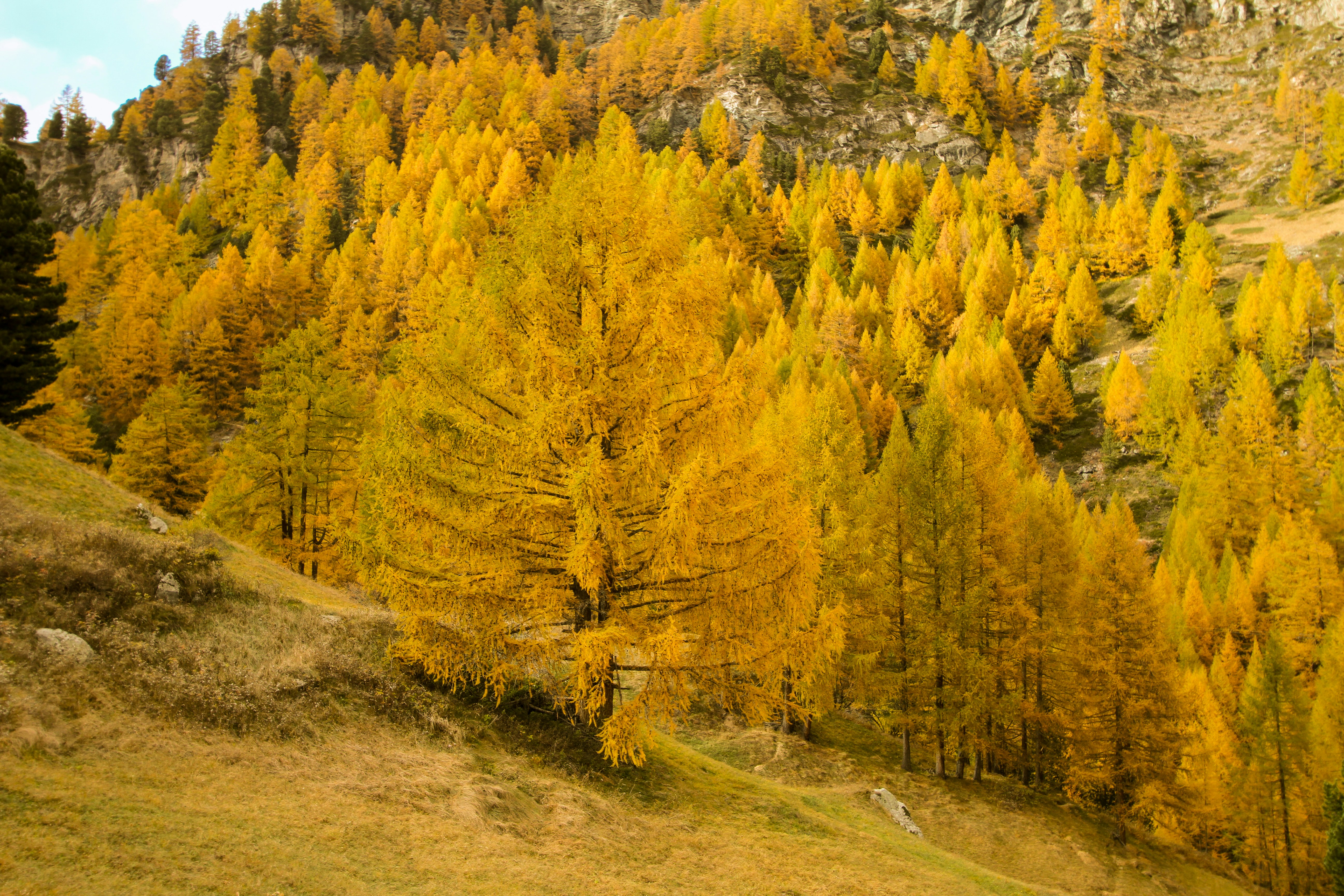 Autumn Foliage article_featured image
